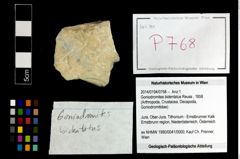 Foto (Objekt + Etikett) von Goniodromites bidentatus (Reuss, 1858)  (NHMW-GEO-2014-0194-0768)